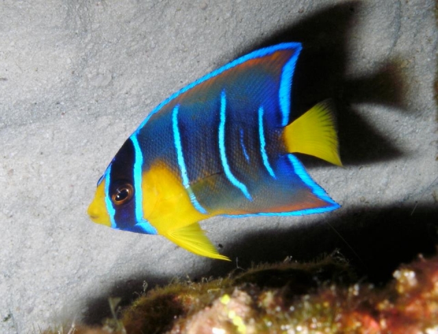 Peces de coloternera